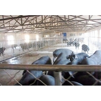 黑龍江養豬建豬舍要特別注意保溫耐腐和防潮問題