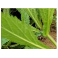 柳葉馬鞭草是如何種植的呢？