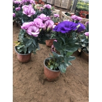 我們通常所說(shuō)的時(shí)令草花是什么意思