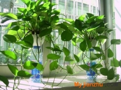 將綠意繞進你心里，夏季陽臺選什么藤蔓植物好